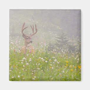 Aimant Cerf Buck Parc national du mont Rainier