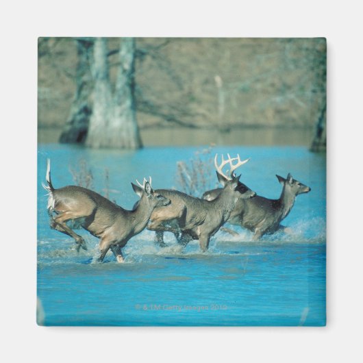 Aimant Cerf courant dans l'eau (Devant)