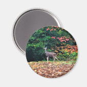 Aimant Cerf dans la forêt, Oregon (Recto/Verso)