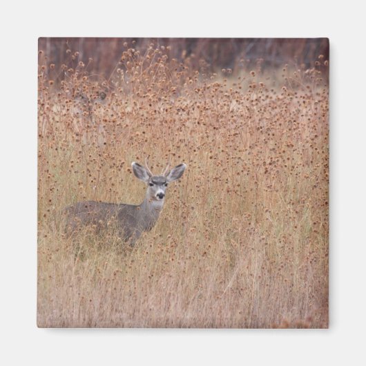 Aimant Cerf dans la prairie (Devant)