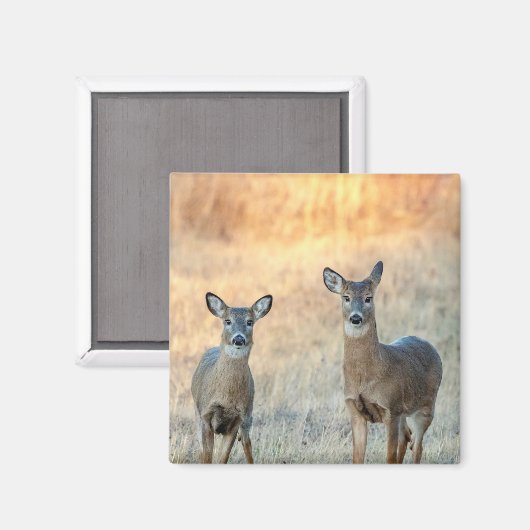 Aimant Cerf dans un champ (Recto/Verso)