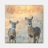 Aimant Cerf dans un champ (Devant)
