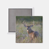 Aimant cerf de Virginie Odocoileus virginianus (Recto/Verso)