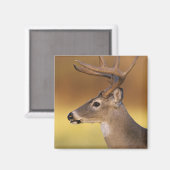 Aimant Cerf de Virginie, Odocoileus virginianus, (Recto/Verso)