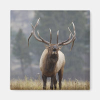Cerf élaphe bramant, Parc national de Yellowstone,