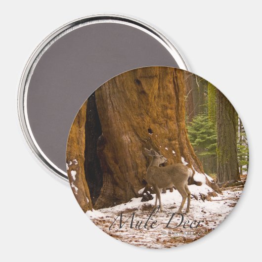 Aimant Cerf mulet (Recto/Verso)