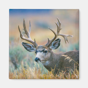Aimant Cerf mulet mâle Parc national de Grand Teton Wyo