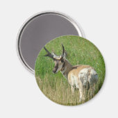 Aimant Cerf pronghorn A35 (Recto/Verso)