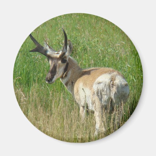 Aimant Cerf pronghorn A35 (Devant)