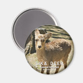 Aimant Cerf Sika magnétique (Recto/Verso)
