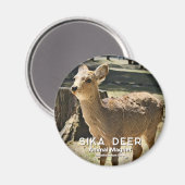 Aimant Cerf Sika magnétique (Recto/Verso)