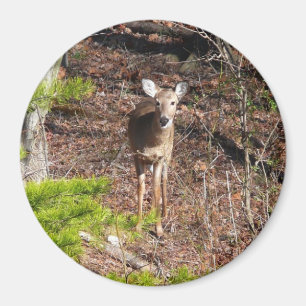 Aimant Cerfs Adorables dans la Photographie de Nature en