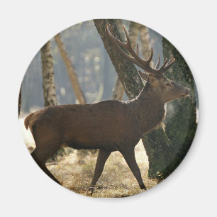 Aimant cerfs communs