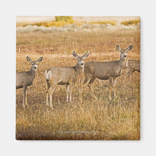 Aimant Cerfs communs de mule (hemionus d'Odocoileus) un