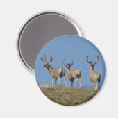 Aimant Cerfs Mulets mâles D9 en velours (Recto/Verso)