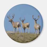 Cerfs Mulets mâles D9 en velours