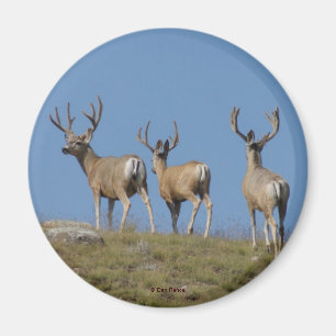 Aimant Cerfs Mulets mâles D9 en velours