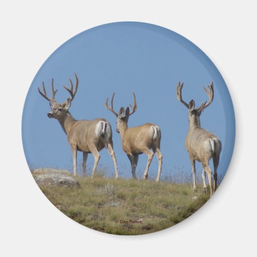 Aimant Cerfs Mulets mâles D9 en velours (Devant)