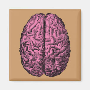 Aimant Cerveau anatomique humain