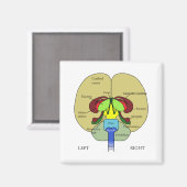 Aimant Cerveau - étiqueté (Recto/Verso)