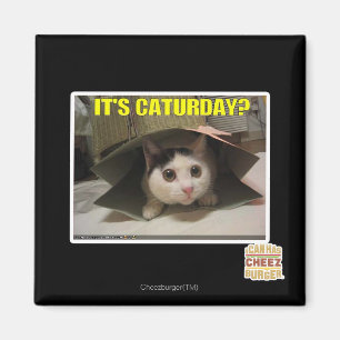 Aimant C'est Caturday ?