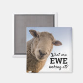 Aimant C'Est Drôle Ce Que Nous Regardons Sur Les Moutons (Recto/Verso)