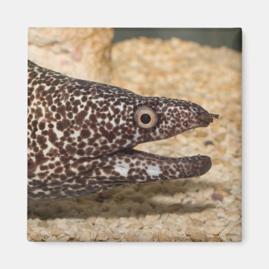 Aimant C'est un Moray ! Carré (Devant)