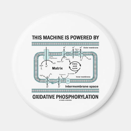 Aimant Cette Machine Alimentée Par La Phosphylation Oxida (Devant)