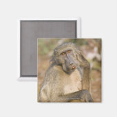 Aimant Chacma Baboon (Papio ursinus) gratte son (Recto/Verso)