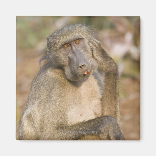 Aimant Chacma Baboon (Papio ursinus) gratte son (Devant)