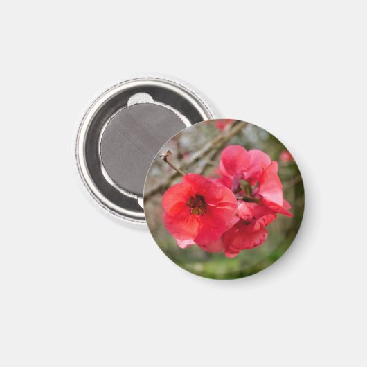 Aimant Chaenomeles speciosa (Recto/Verso)