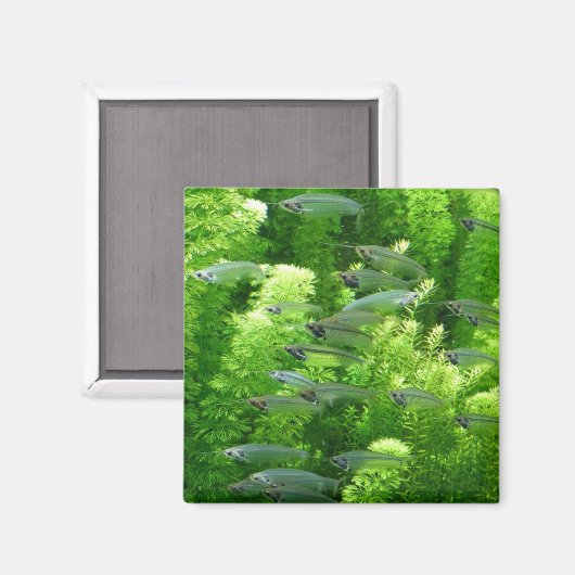 Aimant Chalet de poisson d'argent transparent (Recto/Verso)