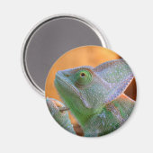 Aimant Chameleon voilé (Recto/Verso)