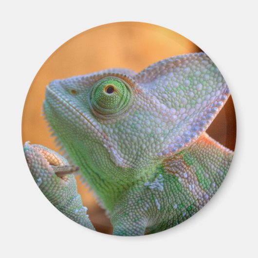 Aimant Chameleon voilé (Devant)