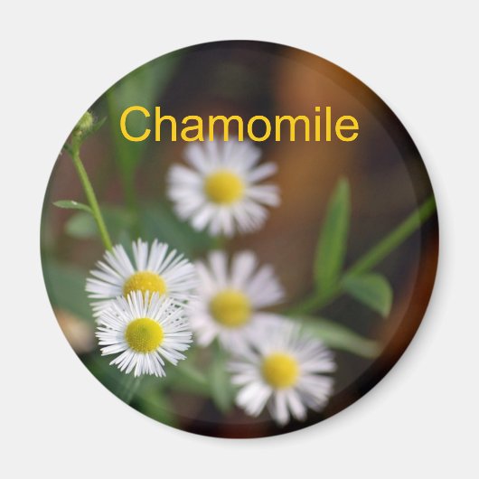 Aimant Chamomile (Devant)