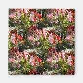 Aimant Champ de Begonias..... (Devant)