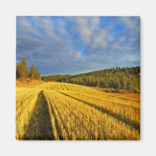 Aimant Champ de blé après récolte