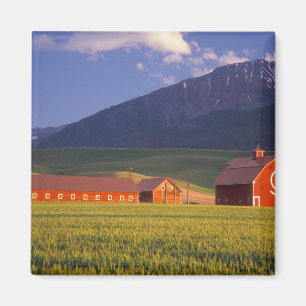 Aimant Champ de blé dans la vallée de Wallowa, juste à l'