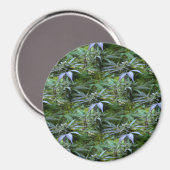 Aimant Champ de fleurs...... (Recto/Verso)