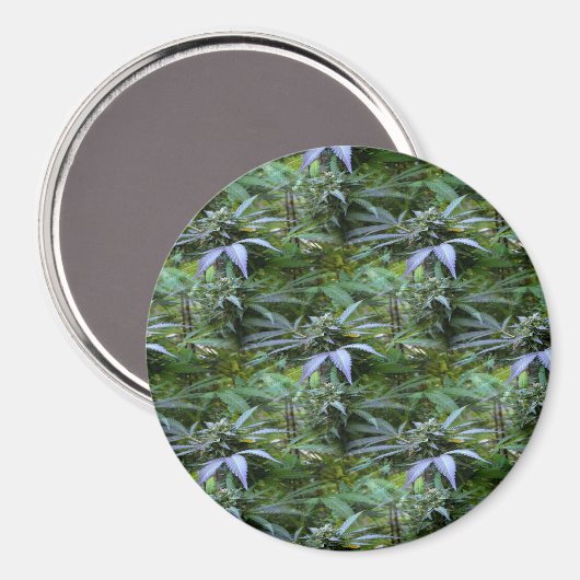 Aimant Champ de fleurs...... (Recto/Verso)