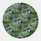 Aimant Champ de fleurs...... (Devant)