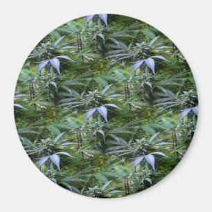 Aimant Champ de fleurs......