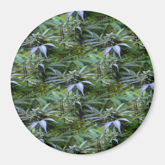 Aimant Champ de fleurs...... (Devant)