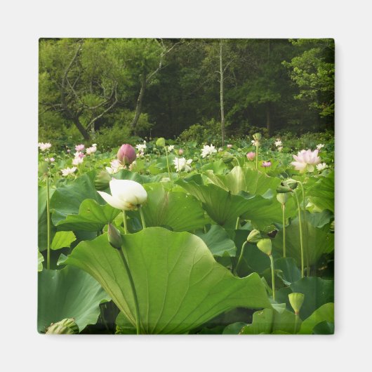 Aimant Champ de fleurs de Lotus Jardin d'été (Devant)