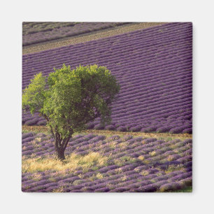 Aimant Champ de lavande en Haute Provence, France