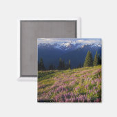 Aimant Champ de lupine, Mt Olympus et nuages à (Recto/Verso)
