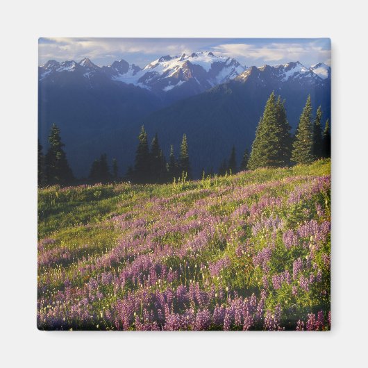 Aimant Champ de lupine, Mt Olympus et nuages à (Devant)