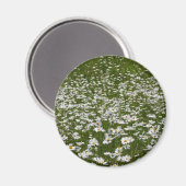 Aimant Champ de marguerites Fleurs sauvages de l'Alaska (Recto/Verso)