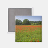 Aimant Champ de pavot, Chiusi, Italie (Recto/Verso)