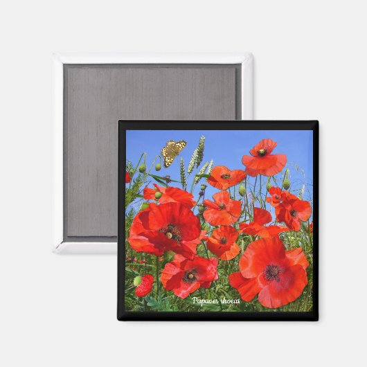 Aimant Champ de pavot coloré (Recto/Verso)